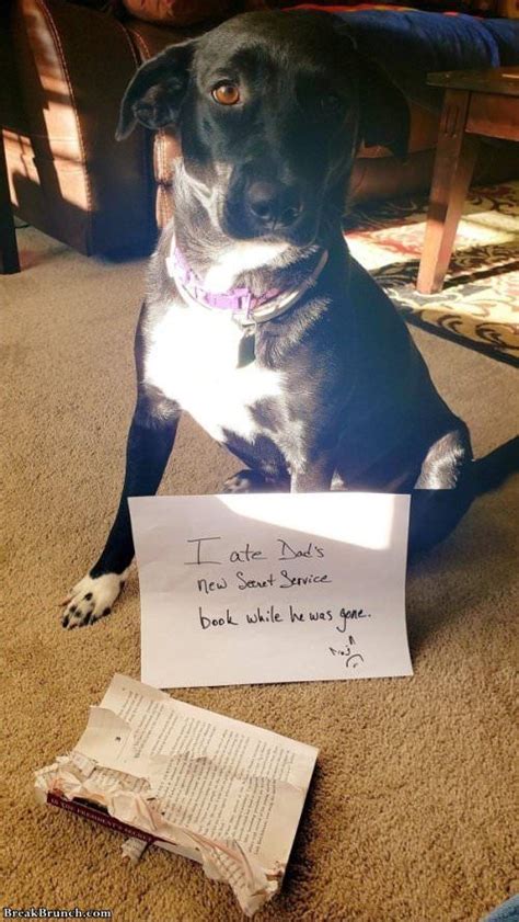 Another Round Of Funny Pet Shaming With Images Animal Shaming