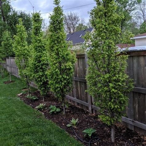 Narrow evergreen trees for year round privacy in small yards – Artofit