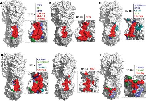 Frontiers Analysis Of The Conserved Protective Epitopes Of