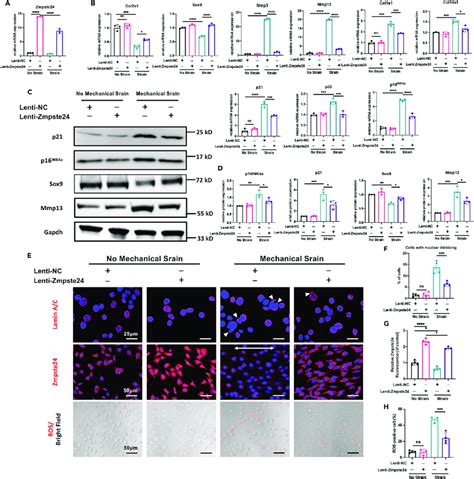 Overexpression Of Zmpste Could Rescue Mechanical Overloading Induced