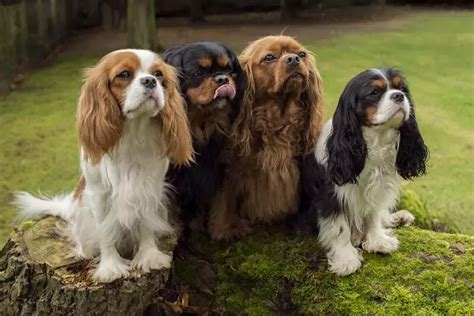 The Four Colours Of Cavaliers Cocobo Paws 4 Life