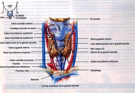 PDF Télécharger thyroide Gratuit PDF PDFprof