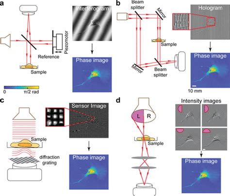 Quantitative Phase Imaging Recent Advances And Expanding Potential In