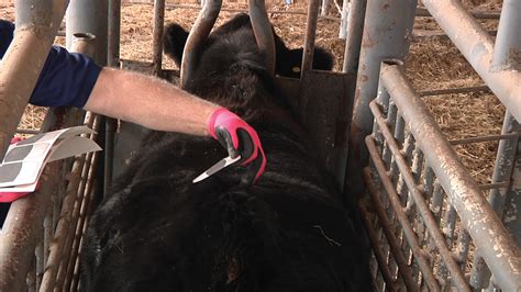 How To Increase Breeding Results With Sexed Semen Ag Proud