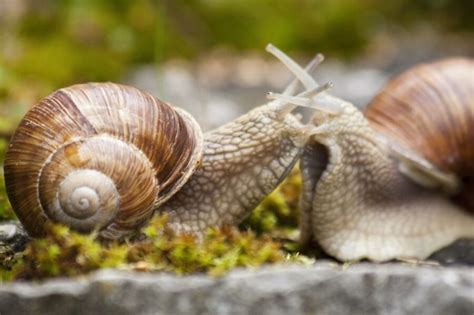 How Do Snails Reproduce Research Reveals Slimy Facts