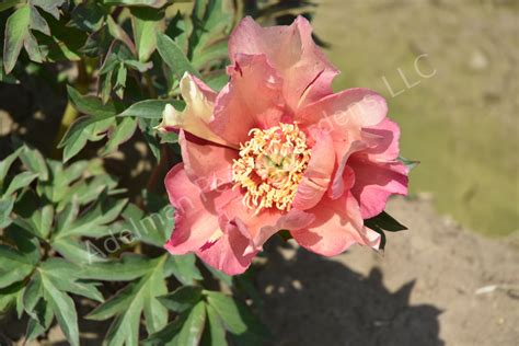 The Sonoma Floozy Peony Adelman Peony Gardens