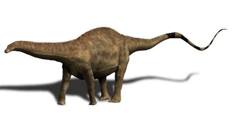 Rebbachisaurus (Diplodocoid) Sauropod Fossils for Sale – Jurassic-Dreams.com