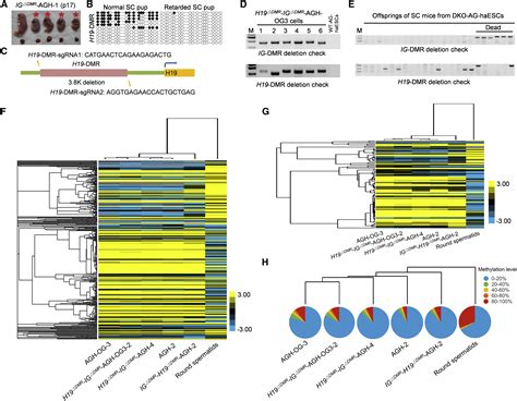 Crispr Cas9 Mediated Genetic Screening In Mice With Haploid Embryonic Stem Cells Carrying A