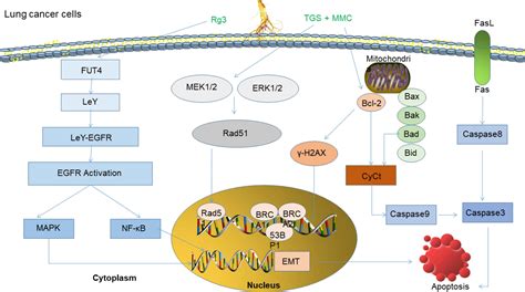 The Anticancer Activity And Mechanisms Of Ginsenosides An Updated