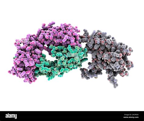 Beta 2 Adrenergic Receptor Molecular Model Of A Human Beta 2