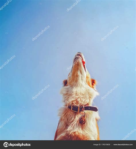 A dog playing fetch in a local public park — Stock Photo © graphicphoto ...