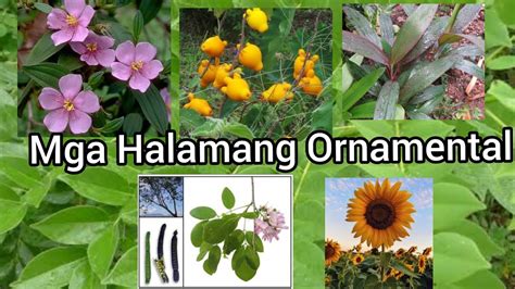 Mga Larawan Ng Halamang Ornamental