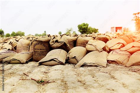 Wheat crop heap after wheat crop harvesting open in market. Stock Photo ...