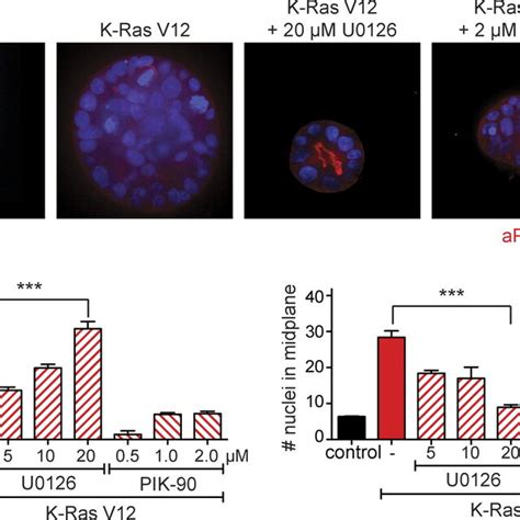 Mek Inhibition Prevents K Ras V Mediated Disruption Of Normal