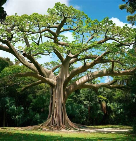 19 Worlds Weirdest Trees That Defy Botanical Expectations