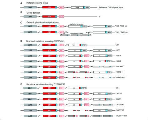 Overview Of Structural Cyp D Variants Identified In This Study A