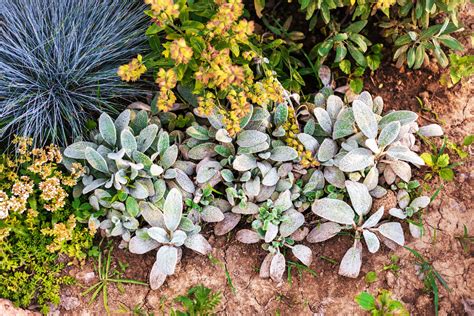 How To Create A Resilient Garden Top Drought Tolerant Perennials And