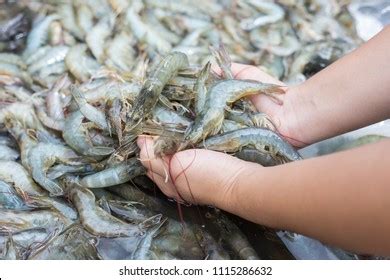 3,149 White Shrimp Farming Images, Stock Photos & Vectors | Shutterstock