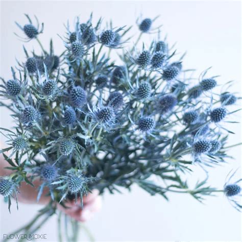 Blue Thistle Flowers Bulk Fresh Wedding Flowers Flower Moxie