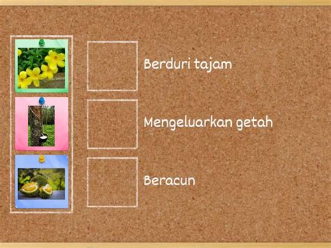 Cara Tumbuhan Melindungi Diri Daripada Musuh Match Up