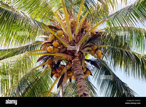 Coconut Tree Polynesian Cultural Center Laie Honolulu Hawaii Oahu