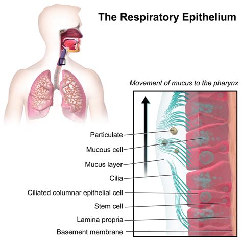 Difference Between Mucus and Phlegm | Definition, Composition, Role and ...