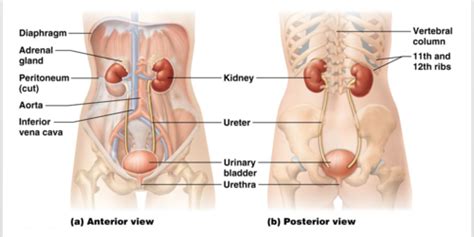 A P II Overview Of The Urinary System Flashcards Quizlet