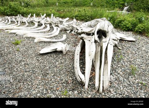 Gray Whale Skeleton, Alaska Stock Photo - Alamy