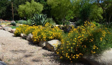 Southwest Native Plants: Tips From the Experts