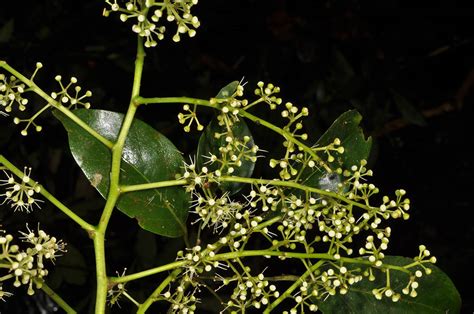 Heptapleurum Plant Araliaceae Image At Phytoimages Siu Edu