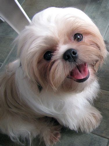 26 best images about Shih tzu hairstyles on Pinterest | Coats, Best dogs and Look alike