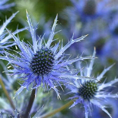 Eryngium Lapis Blue L Pot Ardcarne Garden Centre Roscommon Boyle