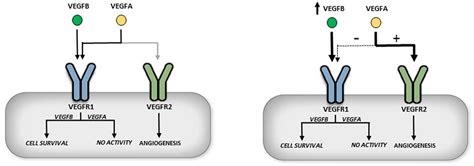 Frontiers Vascular Endothelial Growth Factor B And Its Signaling