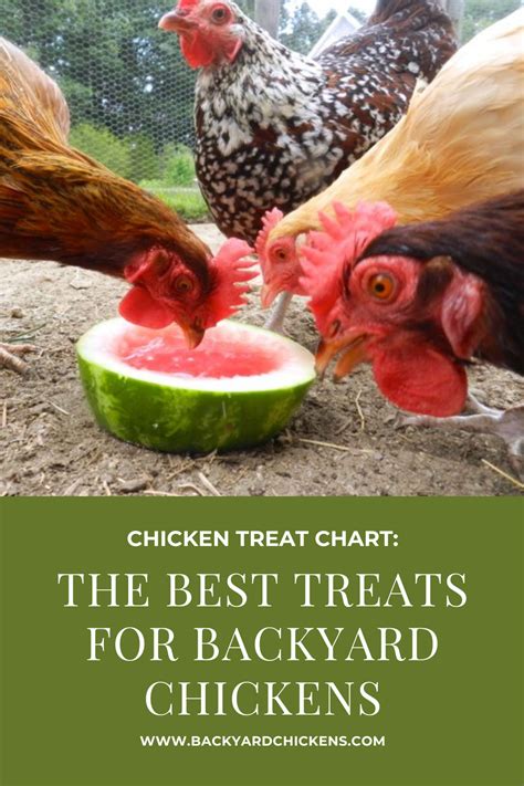 Chicken Treat Chart The Best Treats For Backyard Chickens Chickens