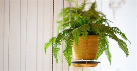 Plantes Tropicales Pour Absorber Lhumidit De Votre Int Rieur