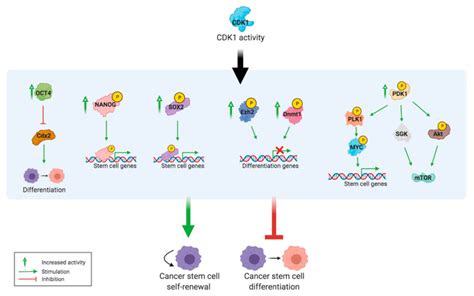 Cancers Free Full Text Cyclin Dependent Kinase 1 Cdk 1 Inhibition