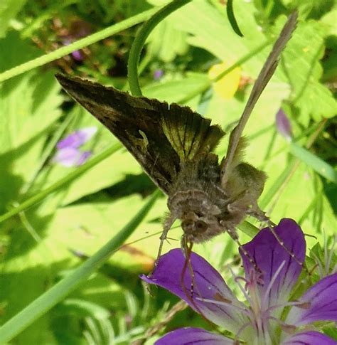 Autographa Gamma Gammafly Axart Birds Nature And Art