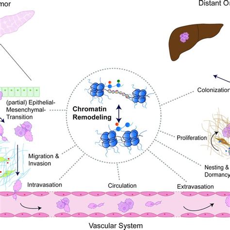 Pdac Cells Undergo Chromatin Remodeling During Metastatic Processes