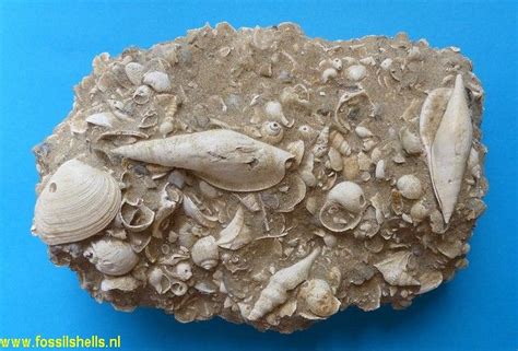 International Fossil Shell Museum Foundation For The Study Of Shells