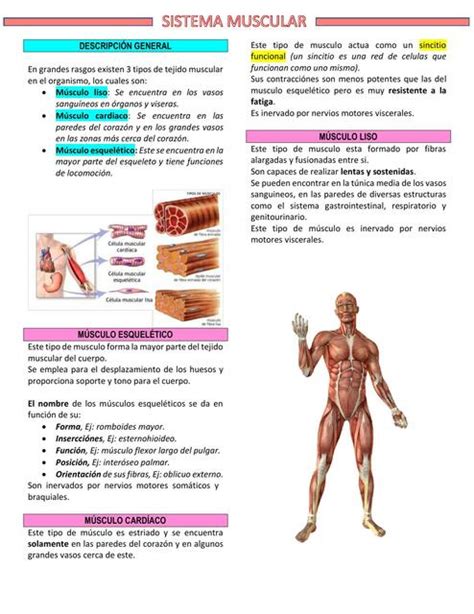 Sistema Muscular Alex Carrillo UDocz