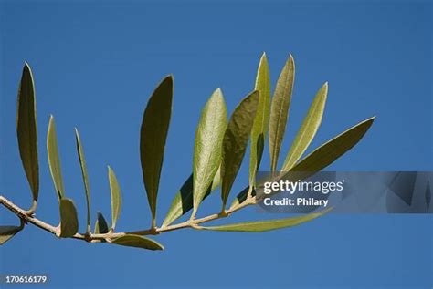 Peace Olive Branch Photos And Premium High Res Pictures Getty Images