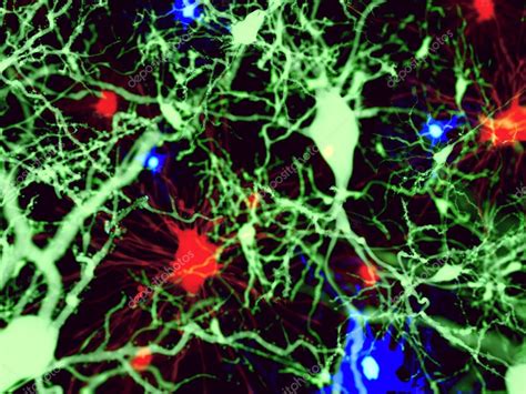 Tres Tipos De C Lulas Cerebrales Rojo Astrocitos Verde Neuronas