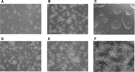 Humaninduced Pluripotent Stem Cell Culture Methods Under Cgmp