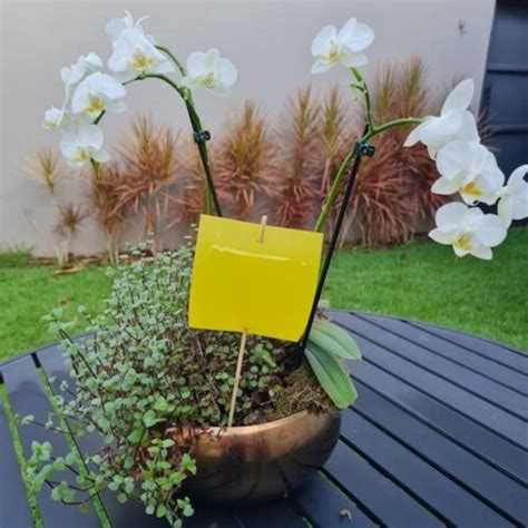 Mini Garden Yellow Trap Armadilha Adesiva Amarela Para Captura E