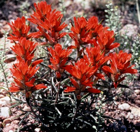 Native Plant Master Program - Metro to Mountain (M2M) ·Jeffco Extension