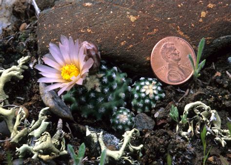 Pediocactus Knowltonii Knowlton Cactus New Mexico Rare Plants