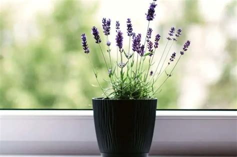 Growing Lavender Plants Indoors