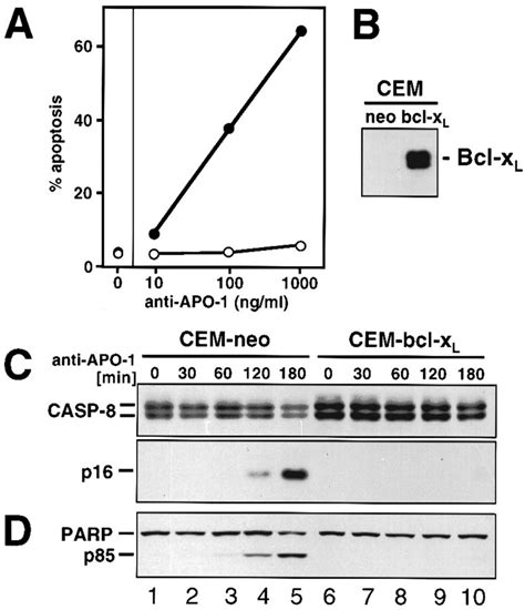 Two Cd95 Apo‐1 Fas Signaling Pathways The Embo Journal