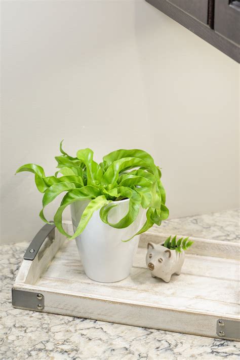 Living Lace® Hurricane - Bird's Nest Fern - Asplenium antiquum | Proven ...