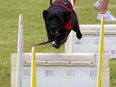 Flyball Equipment